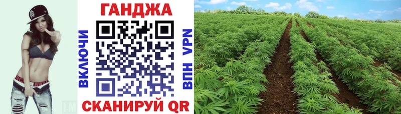 OMG вход  Сураж  Конопля сатива 